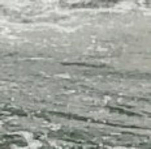 Meet your Posher, Peyton